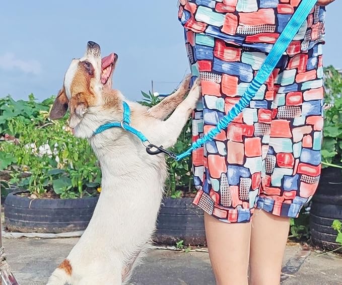 Reflective Slip Dog Collar, Loop Dog Collar with Soft Padded Training -Suitable for Dog Weight 20-38 lbs (5/8" W x 15.5" L, Teal)