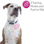 Motorola Pet Rechargeable Advanced Remote Training System with 3 Training Modes and Verbal Correction using Push-to-Talk Feature