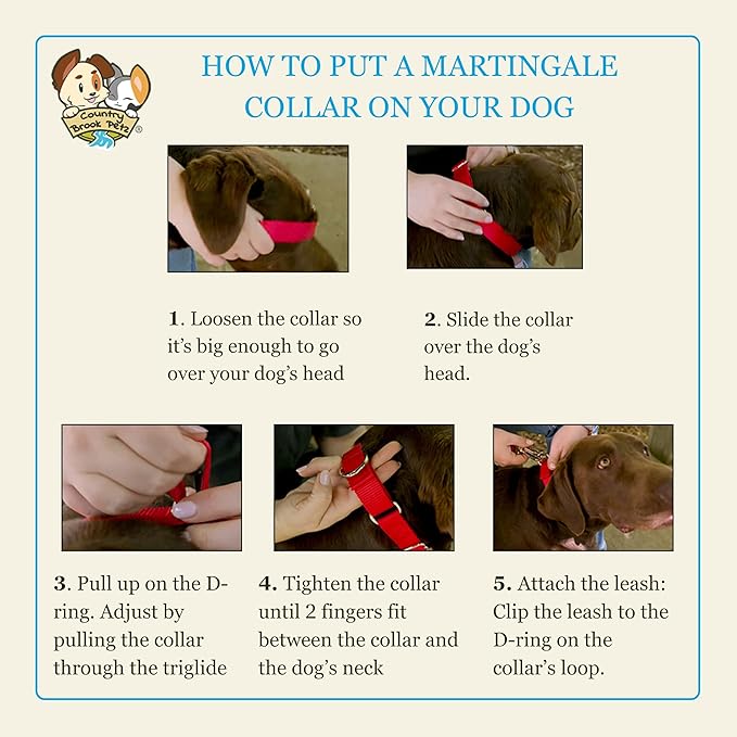 Country Brook Petz - Martingale Dog Collar - Heavy-Duty Training Collar with No Buckle - Service Dog Collar for All Pups - 10+ Warm Colors (Mango, 1 Inch, Medium)