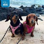 Best Pet Supplies Voyager Step-in Air Harness - All Weather Mesh, Reflective, No Pull Harness for Dogs, Cats - Secure with Hook & Loop Fastener, Buckle, Double D-Rings - Fuchsia, M