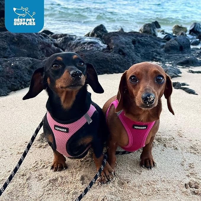 Best Pet Supplies Voyager Step-in Air Harness - All Weather Mesh, Reflective, No Pull Harness for Dogs, Cats - Secure with Hook & Loop Fastener, Buckle, Double D-Rings - Fuchsia, XXS