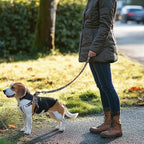 QQPETS Dog Harness Leash Set Adjustable Heavy Duty No Pull Halter Harnesses for Small Medium Large Breed Dogs Back Clip Anti-Twist Perfect for Walking