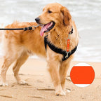 PetBonus Dog Collar Safety Clip, Waterproof Backup Safety Strap for Dog Harness to Prong Collar, Odor Proof Double Ended Clasp Leash Connector for Training Walking (Orange)