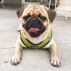 Best Pet Supplies Voyager Step-in Air All Weather Mesh Harness and Reflective Dog 5 ft Leash Combo with Neoprene Handle, for Small, Medium and Large Breed Puppies - Lime/Black Trim, Medium