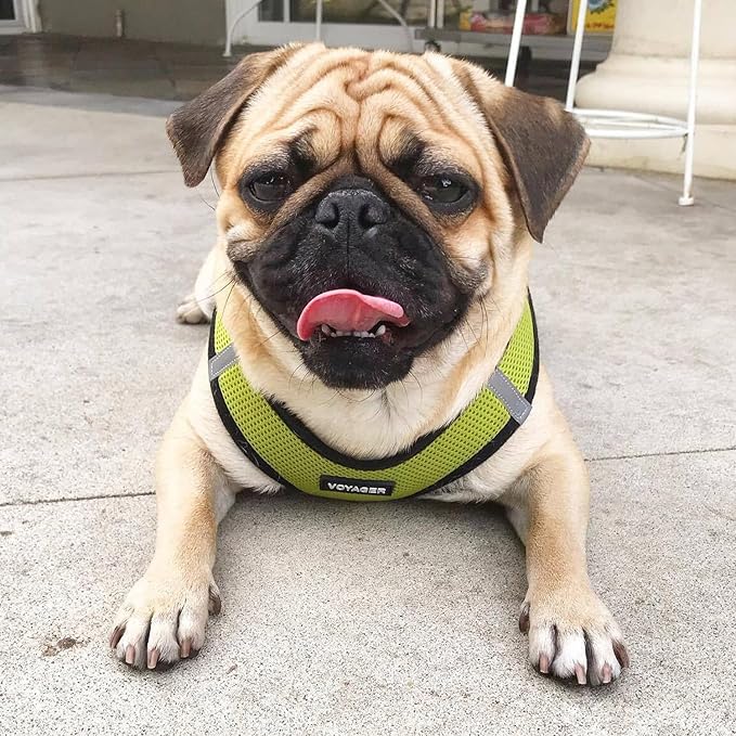 Best Pet Supplies Voyager Step-in Air All Weather Mesh Harness and Reflective Dog 5 ft Leash Combo with Neoprene Handle, for Small, Medium and Large Breed Puppies - Lime/Black Trim, Medium