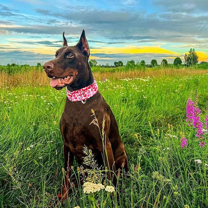 1.5 inch Wide Martingale Dog Collar,Valentine's Day Dog Collar Cute Loving Heart Printed Collar for Medium Large Extra Large Dogs M