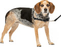 PetSafe Easy Walk Harness for Dogs - Pull-Free Walks - Patented Martingale Loop Design - Front Chest Leash Attachment - Comfort Straps - Breathable Harness Design - Small/Medium, Black/Silver