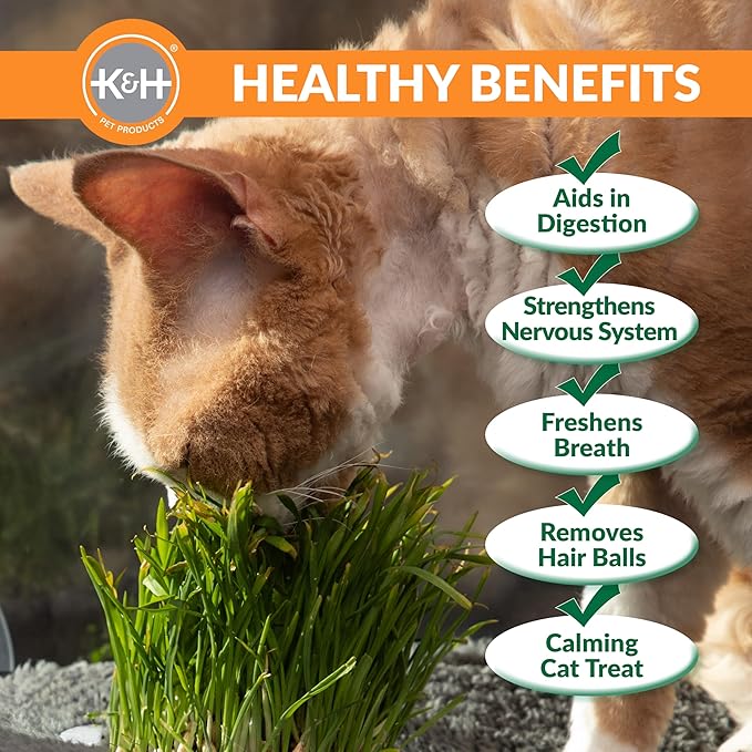 K&H Pet Products EZ Mount Cat Window Perch Deluxe Bolstered Kitty Sill with Cat Grass Grow Station - Hammock Window Bed for Indoor Pets, Home Grown Grass Toy for Bored Indoor Felines
