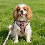 Dog Harness and Leash Set, Adjustable Dog Harness, Dog Leash, No Pull No Choke Puppy Harnesses for Walking Training for Small Medium Pet