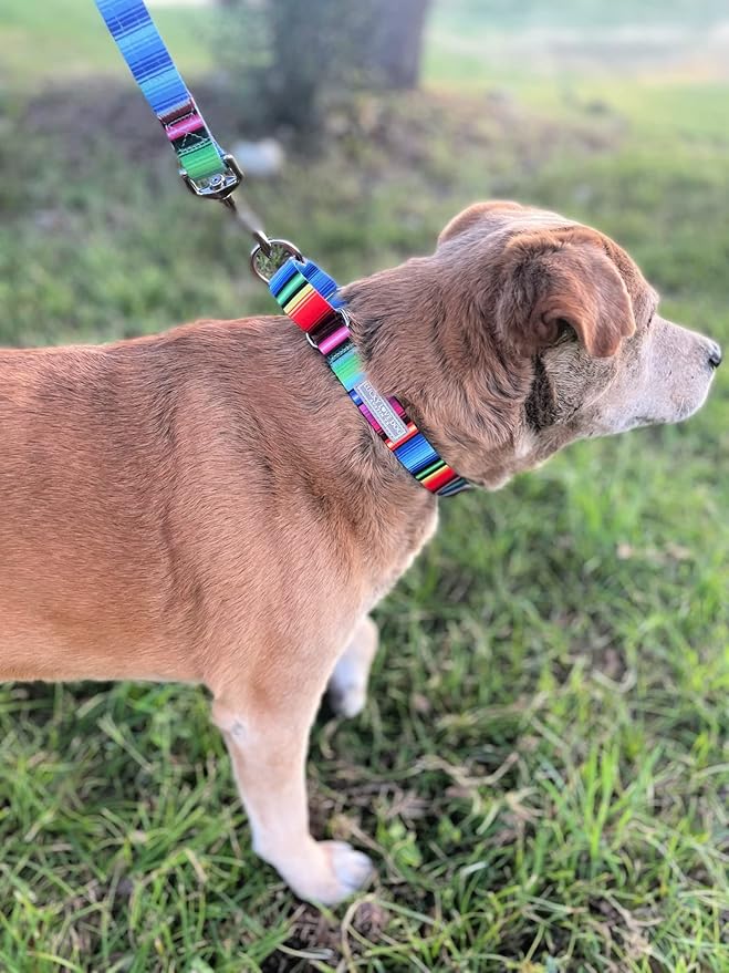 Lucky Love Dog Martingale Dog Collar - Adjustable, No-Slip, Durable, & Soft Webbing Collar for Male and Female Dogs Ideal for Training & Walking - Nacho, Large