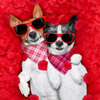 Abbylike 50 Pcs Valentines Day Plaid Dog Bandanas Bulk Pink Red Bandanas for Dogs Triangle Kerchief Bibs Scarf for Pet Romantic Costume Photo Props Accessories Pet Shops Groomers (25.6 x 17.7 x 17.7)