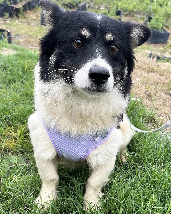 Dog Harness for Small Medium Sized Dog, Step in Puppy Harness and Leash Set Training Walking. (Purple, XS)