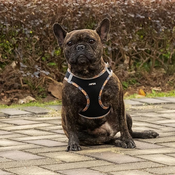 AMTOR Small Dog Harness with Leash Set, No Escape Easy Walk Puppy Harnesses for Training Walking, Step-in Reflective Soft Dogs Vest for XS S Medium Extra-Small Large Sized Dog(BlackYellow,M)