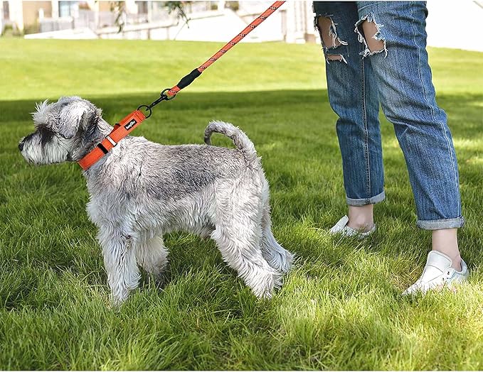 haapaw 2 Pack Martingale Dog Collar with Quick Release Buckle - Reflective, Training Collars for Small to Large Dogs (L Neck 17"-21", Orange, 1+1 Packs)