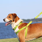 Pawtitas Reflective Step-in Dog Harness – Adjustable No-Pull Vest for Puppies to Seniors, Safe & Comfortable, L Green