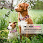 Hikiko Martingale Collar for Dogs Cute Girl Pink Dog Collars with Anti Pulling Dog Collar for Small Medium Large Dog（Pink Bowl,Medium）