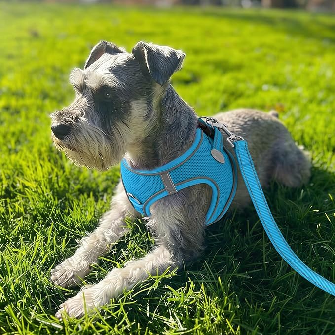 Joytale Small Dog Harness, Breathable Mesh Step-in Vest, Reflective Soft Padded Harnesses for Cats and Puppies Dogs, Sky Blue, XXXS