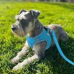 Joytale Small Dog Harness, Breathable Mesh Step-in Vest, Reflective Soft Padded Harnesses for Cats, Puppies and Extra Small Dogs, Sky Blue, XXS