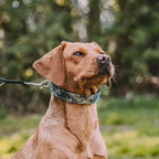 Herm Sprenger Camouflage Green Nylon Cover for Ultra-Plus Pinch Dog Collar for Small Medium Large Dogs Durable Protector for Dog Training Prong Collar (15.5in (39.5cm))