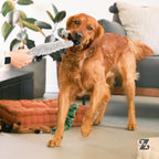 ZippyPaws Skinny Peltz - No Stuffing Dog Toy Pack to Keep Them Busy, for Medium and Large Dogs, Squeaky Pet Toys, Unstuffed Chew Toys, Soft Plush Variety Pack, Desert Snakes - 18"