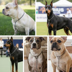 Dog P Snake Chain Chrome Plated Metal Dog Training Choke/Collar-Fully Guaranteed Against Rust Tarnish or Breakage-Recommended for Professional Training (Sliver, 5mm * 22")