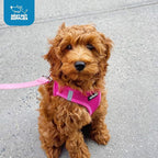 Best Pet Supplies Voyager Step-in Air Harness - All Weather Mesh, Reflective, No Pull Harness for Dogs, Cats - Secure with Hook & Loop Fastener, Buckle, Double D-Rings - Fuchsia, L