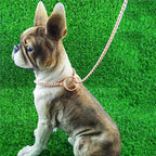 Dog P Snake Chain Chrome Plated Metal Dog Training Choke/Collar-Fully Guaranteed Against Rust Tarnish or Breakage-Recommended for Professional Training (Golden, 5mm * 28")