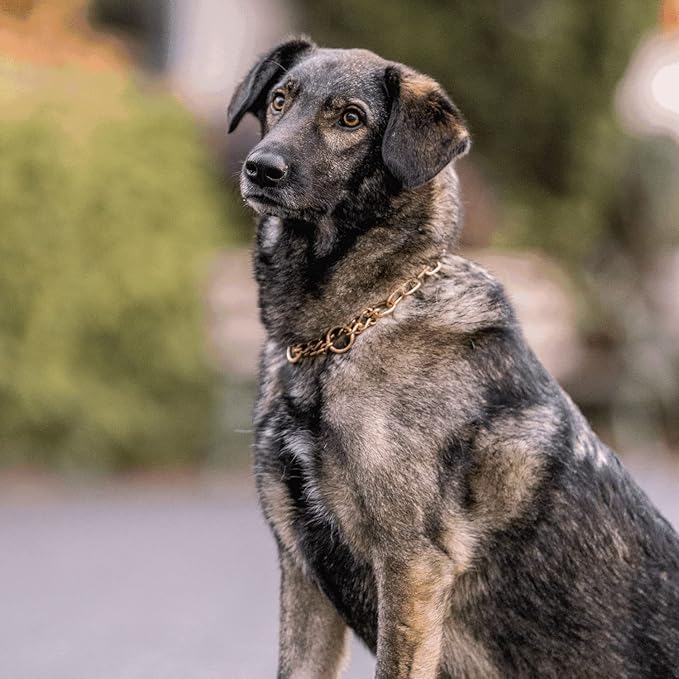 Herm Sprenger Curogan Fur Saver Dog Collar Hypoallergenic Nickel Free Medium Link Professional Training Collar Assembly Chain Correction Slip Chain for Medium Large Dogs Made in Germany (22in (55cm))