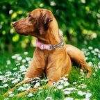 Martingale Dog Collar with Chain,Pink Daisy No-Pull Dog Collar Adjustable Comfortable Reflective Choke Dog Collar for Training & Walks（Pink Daisy Medium