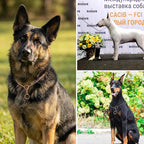 Heavy Duty Dog Choke Collar Slip P Chain Snake Anti-Rust Training for Small Large Dogs Black/Gold/Silver/Rose Gold 15.5in-29.5in (25.5in, Gold)