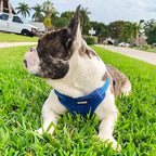 Best Pet Supplies Voyager Adjustable Step-in Flex Breathable Mesh Dog Harness for Small Medium Large Dogs (Royal Blue), XL