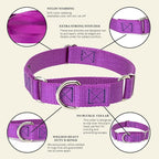 Country Brook Petz - Martingale Dog Collar - Heavy-Duty Training Collar with No Buckle - Service Dog Collar for All Pups - 10+ Cool Colors (Bright Purple, 3/4 Inch, Small)