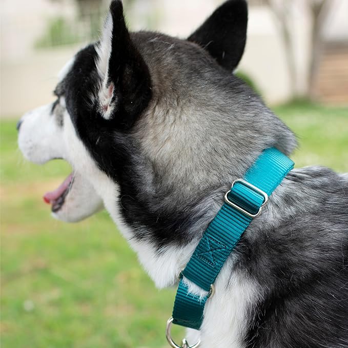 Country Brook Petz - Martingale Dog Collar - Heavy-Duty Training Collar with No Buckle - Service Dog Collar for All Pups - 10+ Cool Colors (Teal, 1 Inch, Extra Large)