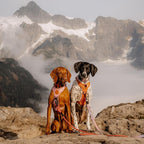 Wilderdog Lightweight Dog Harness with Reflective Straps - Small - Sienna
