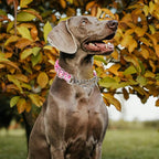Martingale Collar for Large Dog with Chain，Reflective & Padded Comfortable & Safe No-Pull Dog Collar for Training & Walks（Pink L
