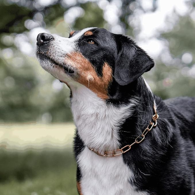 Herm Sprenger Curogan Fur Saver Dog Collar Hypoallergenic Nickel Free Medium Link Professional Training Collar Assembly Chain Correction Slip Chain for Medium Large Dogs Made in Germany (24in (60cm))