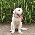 Premium Nylon Adjustable Anti-Escape Martingale Dog Collars,Comfort,Durable and Silky Walking,Training Dog Collar with Sturdy D-Ring for Small Active Dogs Daily Helper. (Ultra Violet, Small)