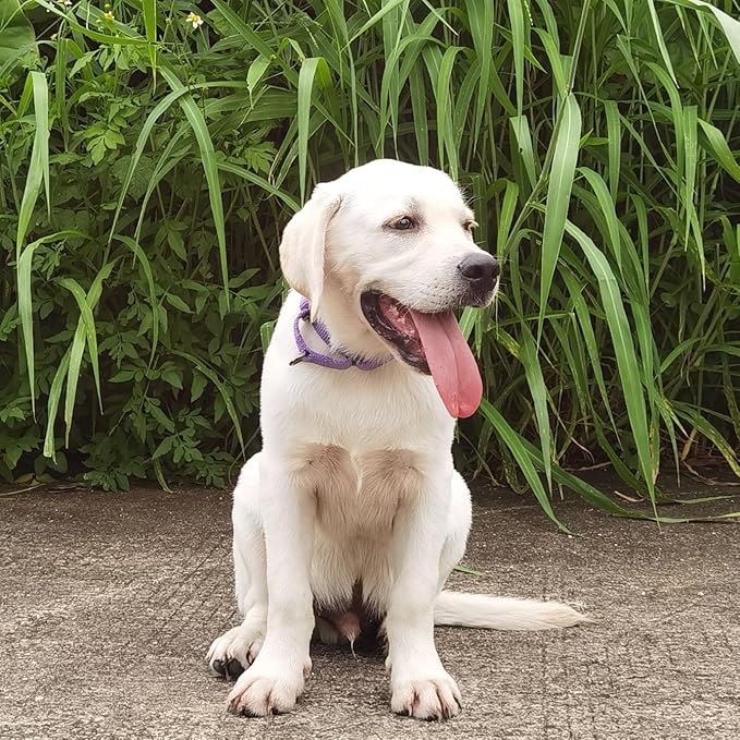 Premium Nylon Adjustable Anti-Escape Martingale Dog Collars,Comfort,Durable and Silky Walking,Training Dog Collar with Sturdy D-Ring for Small Active Dogs Daily Helper. (Ultra Violet, Small)
