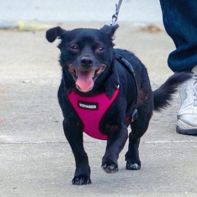 Voyager Step-in Pet Harness - All Weather Mesh, Adjustable Step in Harness for Cats and Dogs by Best Pet Supplies - Fuchsia/Black Trim, XL