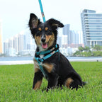Pawtitas Recycled Reflective Step-in Dog Harness – Adjustable No-Pull Vest for Puppies to Seniors, Safe & Comfortable S Coral