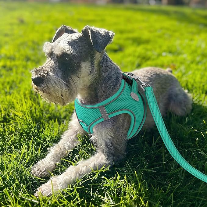 Joytale Small Dog Harness, Breathable Mesh Step-in Vest, Reflective Soft Padded Harnesses for Puppies and Extra Small Dogs, Teal, XS
