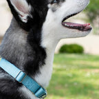 Country Brook Petz - Martingale Dog Collar - Heavy-Duty Training Collar with No Buckle - Service Dog Collar for All Pups - 10+ Cool Colors (Ocean Blue, 1 Inch, Large)