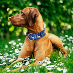 Heavy Duty 1.5 Inch Thick Dog Collar - Escape Proof No Pull Martingale Collar for Large Dogs, Wide Adjustable Slip Training Collar (Bule Dog L)