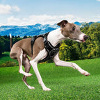 Puppia Cynthia Dog Harness H Sturdy Adjustable Neck and Chest Reflective Flower Pattern Front and Back D-Ring for Small and Medium Dogs, Black, X-Large
