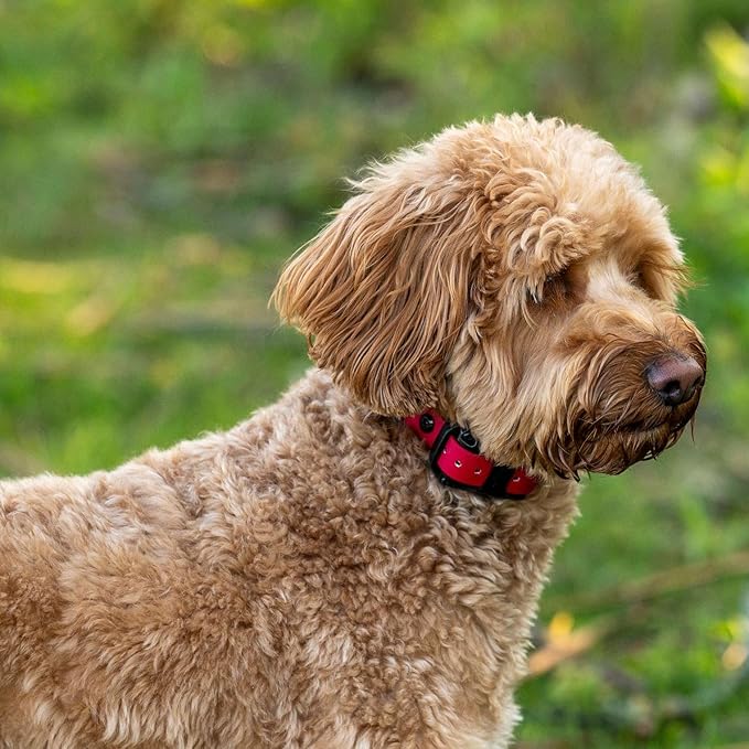 Educator PE-090 Add-A-Dog Receiver Collar – Compatible with ET-300, ET-400, EZ-900 & PE-900 Training Systems – Includes 3/4" Biothane Collar Strap – Expand 1-Dog System to 2 Dogs, Red