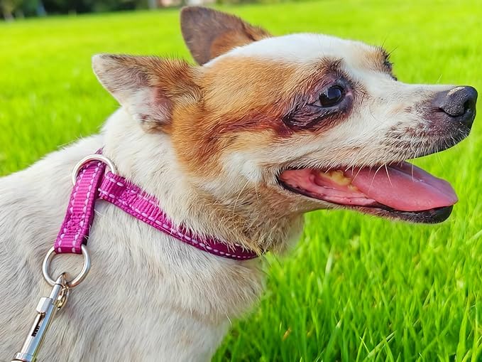 Reflective Slip Dog Collar, Training Loop Dog Collar Suitable for Dogs Weight 20-38 lbs, Nylon Collars with Soft Padded (5/8" W x 15.5" L, Pink)