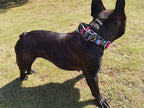 Serijoars Adjustable Martingale Dog Collar Heavy Duty Nylon Dog Collar for Medium Large Dogs Walking Training Boy and Girl Dogs (M, Black)