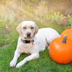 ARING PET Fall Dog Collars, Cute Autumn Pumpkin Maple Leaves Pet Collar with Quick Release Buckle for Small Medium Large Girl Boy Dogs-L Deep Color