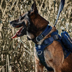 OneTigris Tough Dog Collars, Tactical Dog Collar with Handle, Milltary Adjustable Dog Collar with Heavy Duty Metal Buckle for Training (Blue, S)