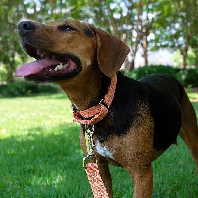 Country Brook Petz - Martingale Dog Collar - Heavy-Duty Training Collar with No Buckle - Service Dog Collar for All Pups - 10+ Warm Colors (Mango, 5/8 Inch, Extra Small)